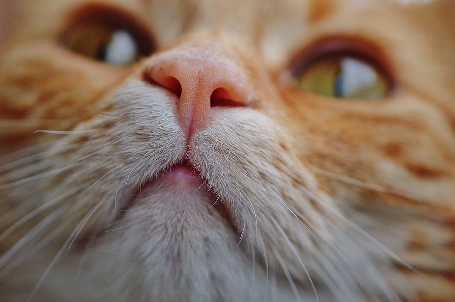 selective focus photography of orange and white cat, red, cute HD wallpaper