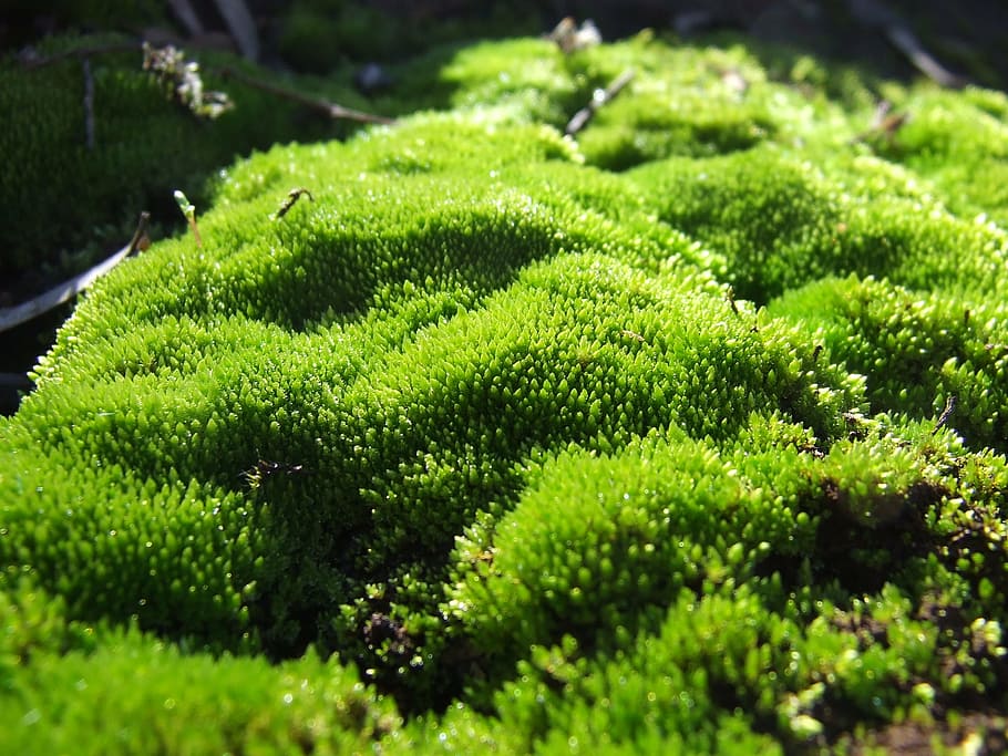 moss, plant, green, macro, natural, forest, nature, outdoors HD wallpaper