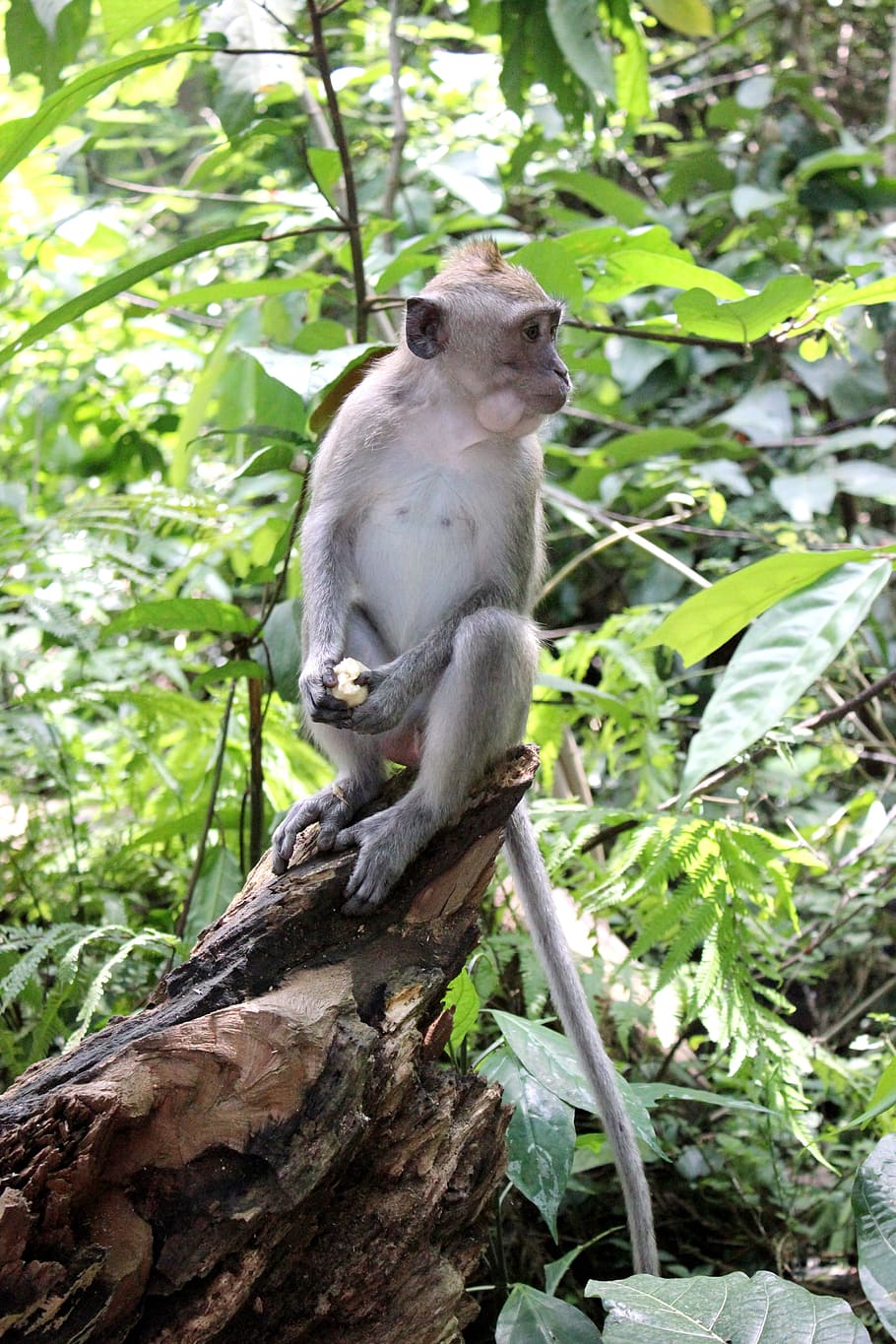 nature, bali, monkey, animal, animal themes, animal wildlife HD wallpaper