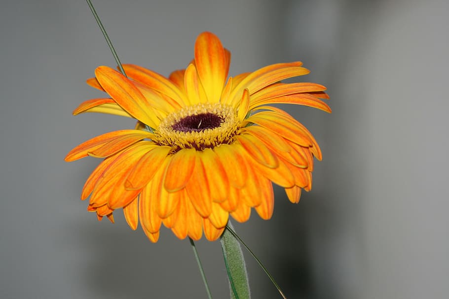 flower, orange, yellow, alone, gerbera, flowers, garden, colors HD wallpaper