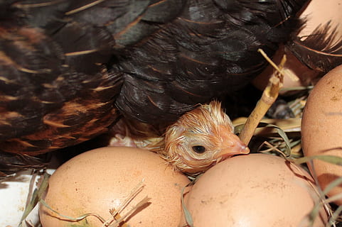 brown chick, Chicks, Yellow, Hatched, Head, freshly hatched HD wallpaper
