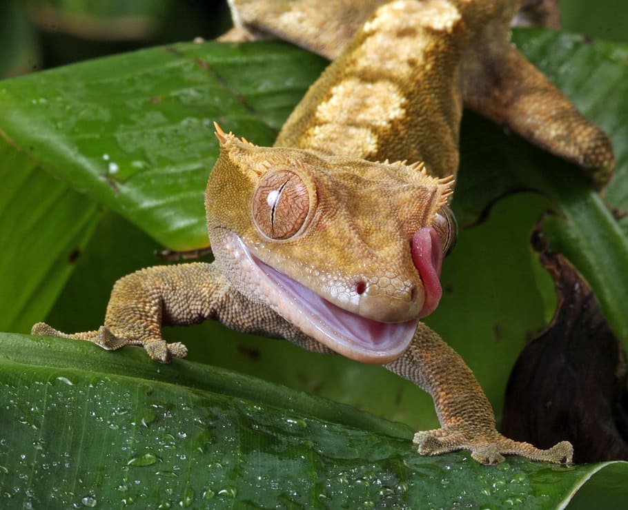 gecko, tongue, flicking, macro, portrait, close-up, details, HD wallpaper