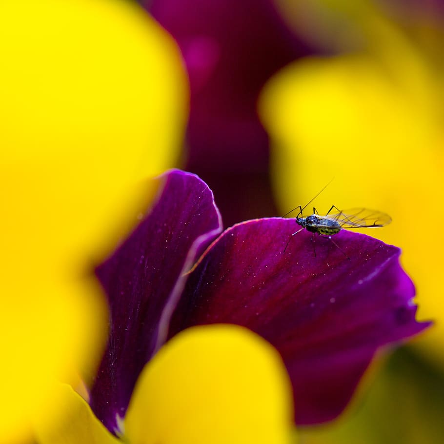 fly, spring, plant, insect, beetle, flower, flight insect, probe HD wallpaper