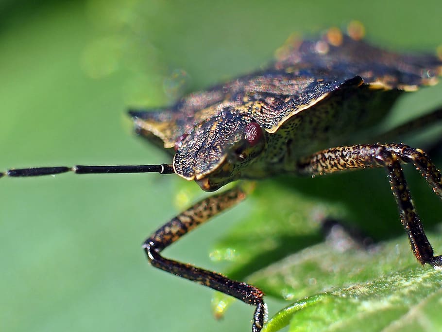 brown reptiles in leaf, insect, bärfis, beetle, macro, nature HD wallpaper