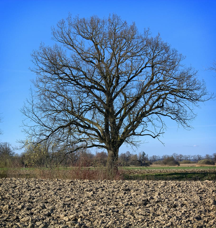 tree, individually, branches, aesthetic, kahl, nature, spring HD wallpaper