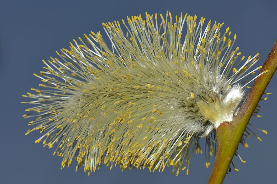 willow, spring, nature, macro, animal wildlife, one animal HD wallpaper