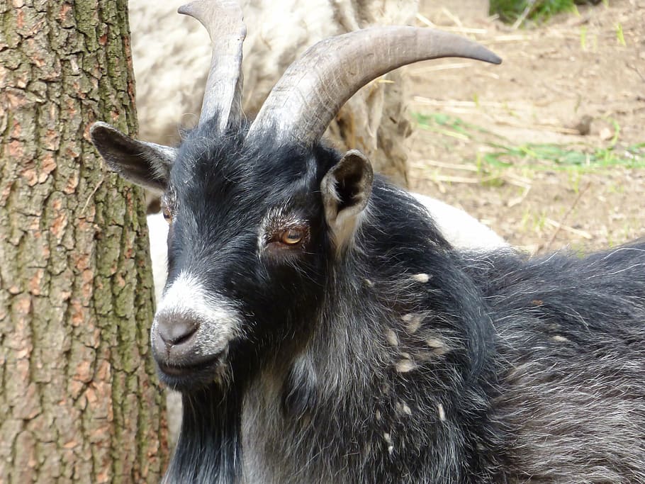 animal, buck, does, coat, black, fur, horns, mammal, animal themes HD wallpaper