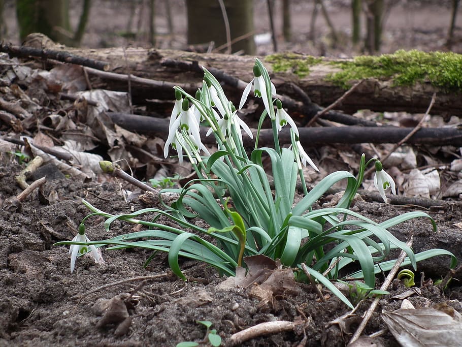 snowdrop, flower, spring, nature, spring flower, blossom, bloom HD wallpaper