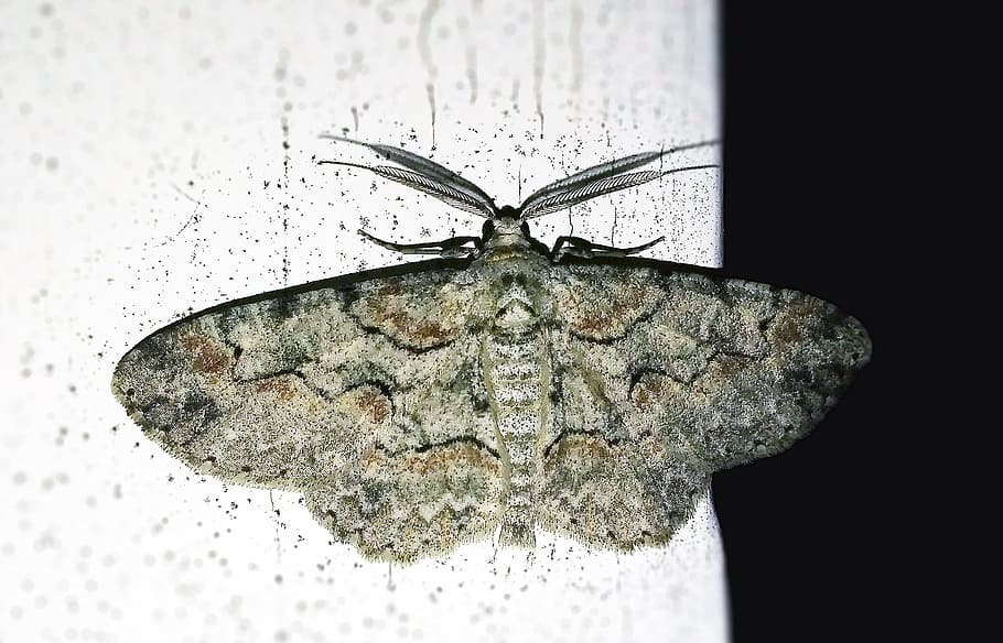 Gray moth PPG1024