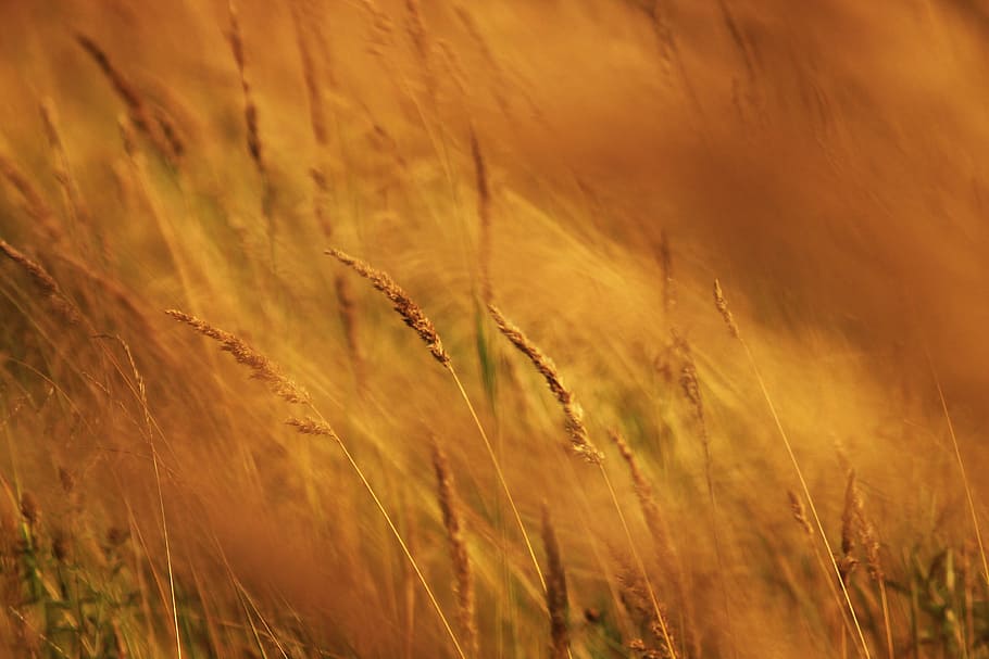 grass field, summer, heat, handsomely, macro, sun, photo, outdoors HD wallpaper
