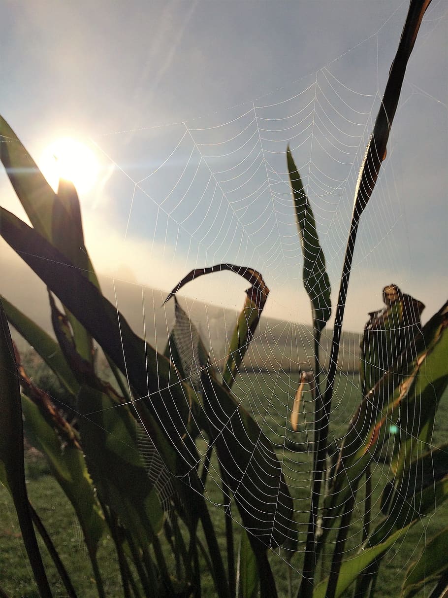 Cobweb, Nature, Close, Network, Spider, dew, dewdrop, plant HD wallpaper
