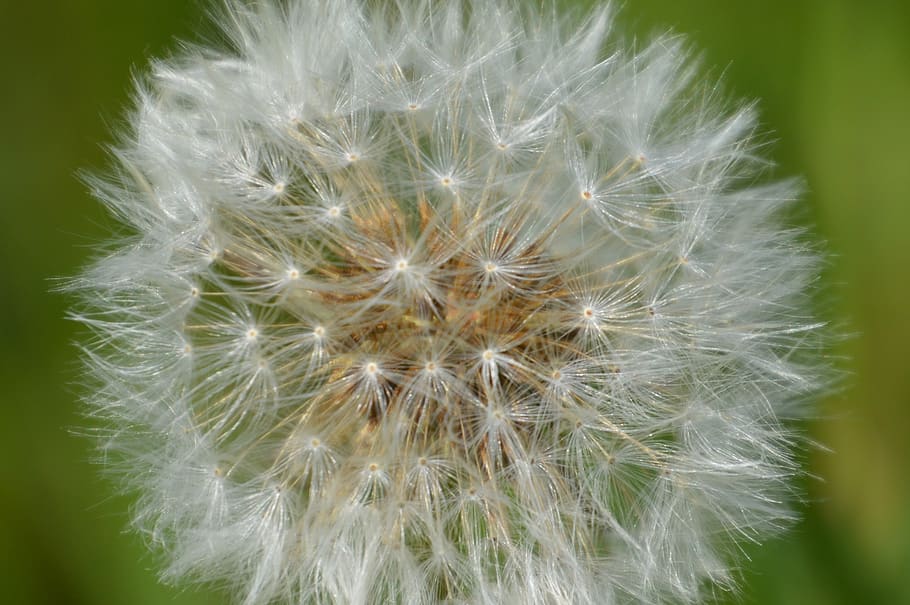 dandelion, nature, meadow, fragility, vulnerability, flower HD wallpaper