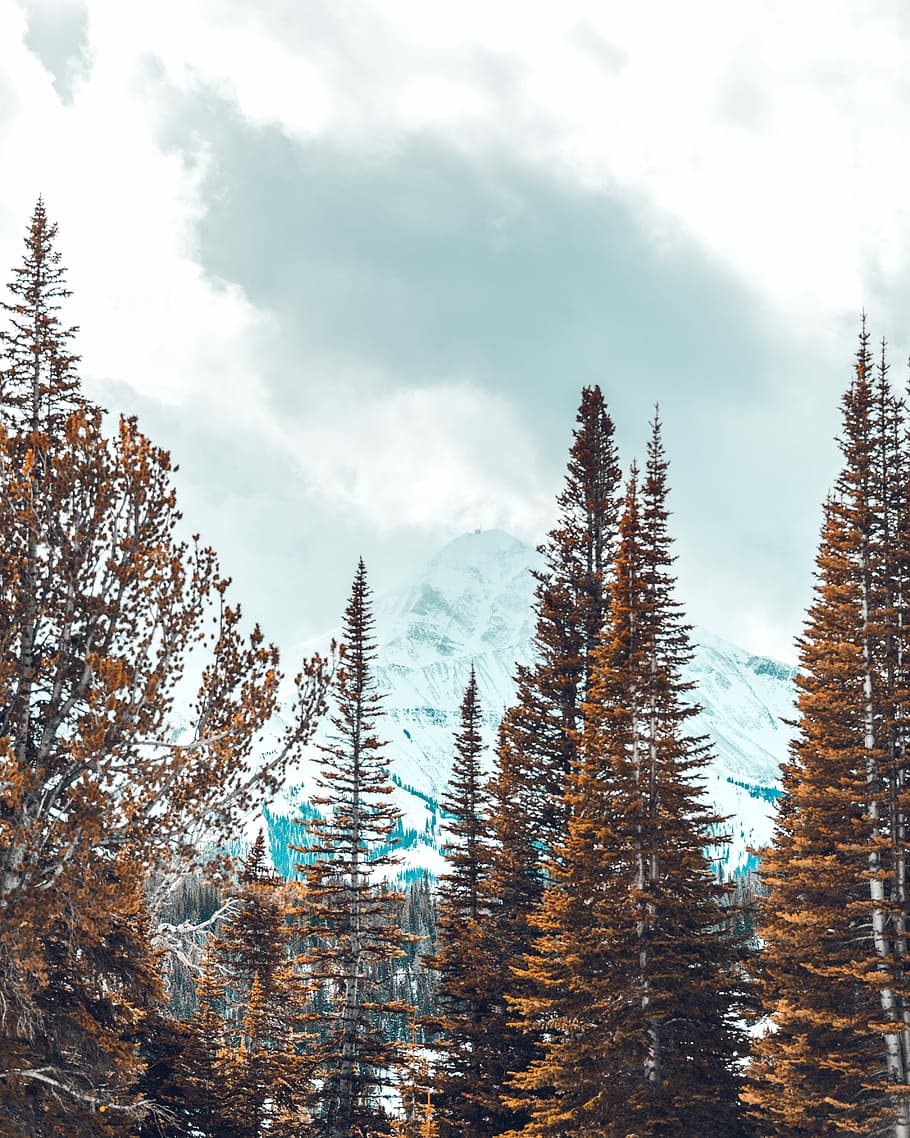 photo of pine tree near mountain under blue sky, trees on snow covered terrain near mountain HD wallpaper