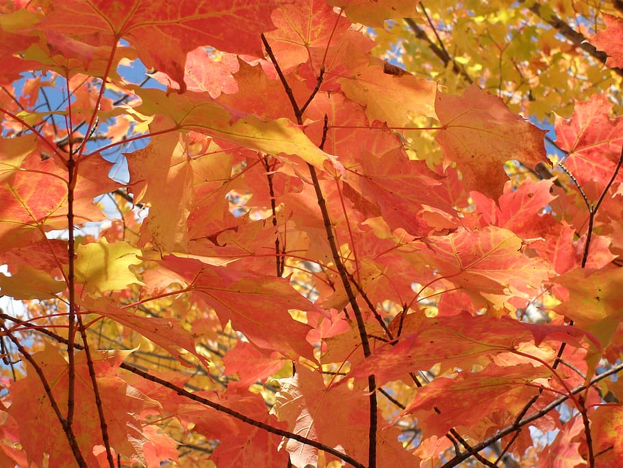 yellow, red, tree, orange, sky, autumn, season, leaf, pattern HD wallpaper