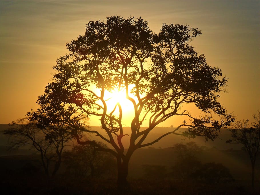 silhouette of tree during golden hour, dawn, cerrado, sol, day