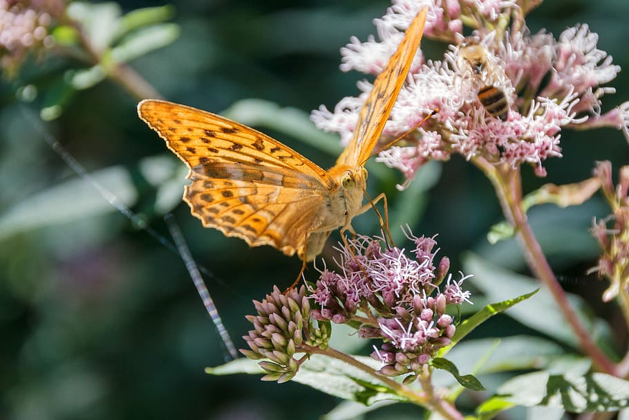 butterfly, close, orange, insect, blossom, bloom, flower, flowering plant HD wallpaper