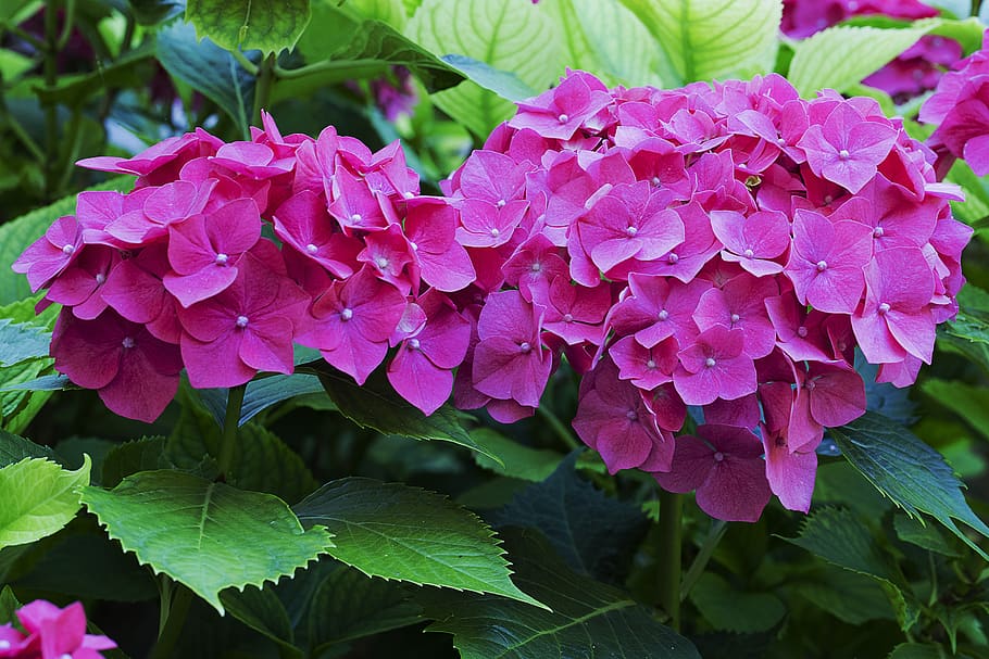 flower, hydrangea, plant, color, beauty in nature, flowering plant HD wallpaper