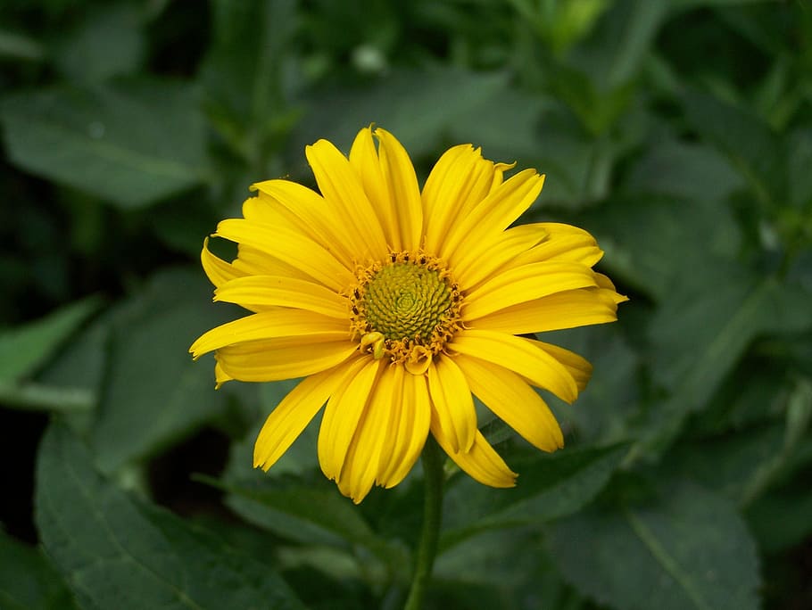 yellow, flower, nature, flowering plant, freshness, beauty in nature HD wallpaper