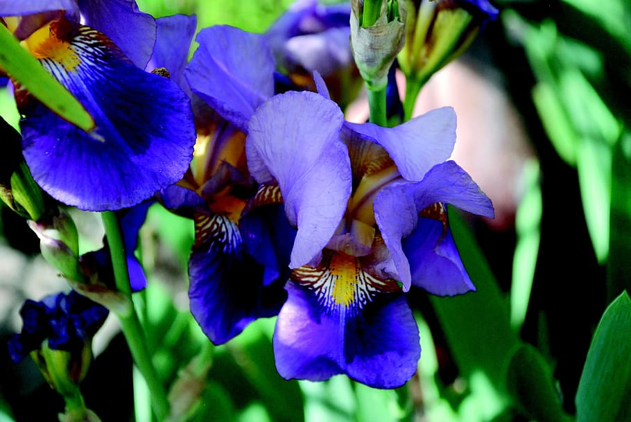 iris, flower, blue, blossom, bloom, nature, spring, plant, close HD wallpaper