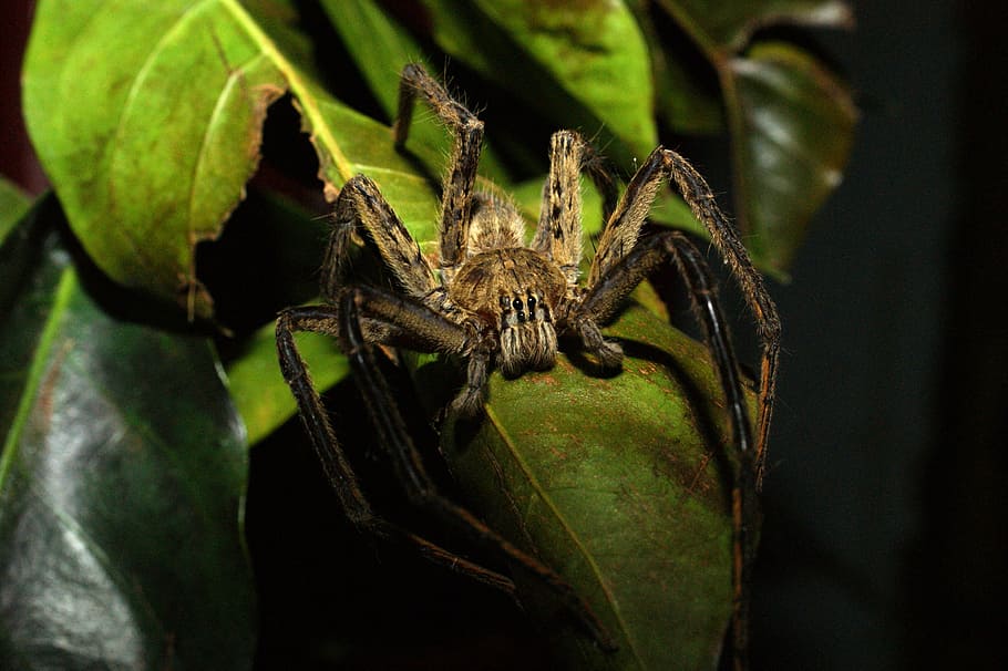 Insects, Nature, Area, Kettle, Quindio, one animal, animals in the wild HD wallpaper