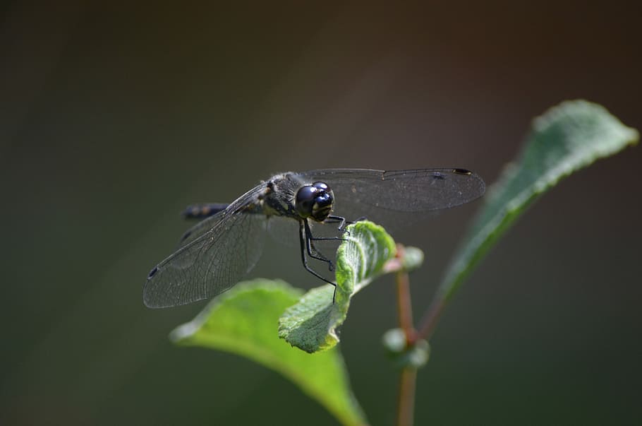 Dragonfly, Insect, Flight, Close, flight insect, animal themes HD wallpaper