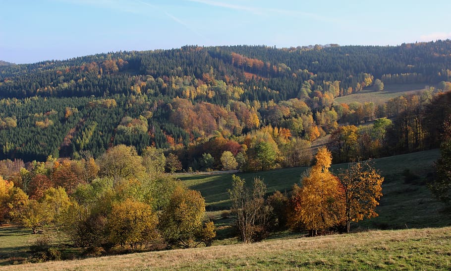 Autumn, Tree, Foliage, Forest, Nature, park, landscape, october HD wallpaper