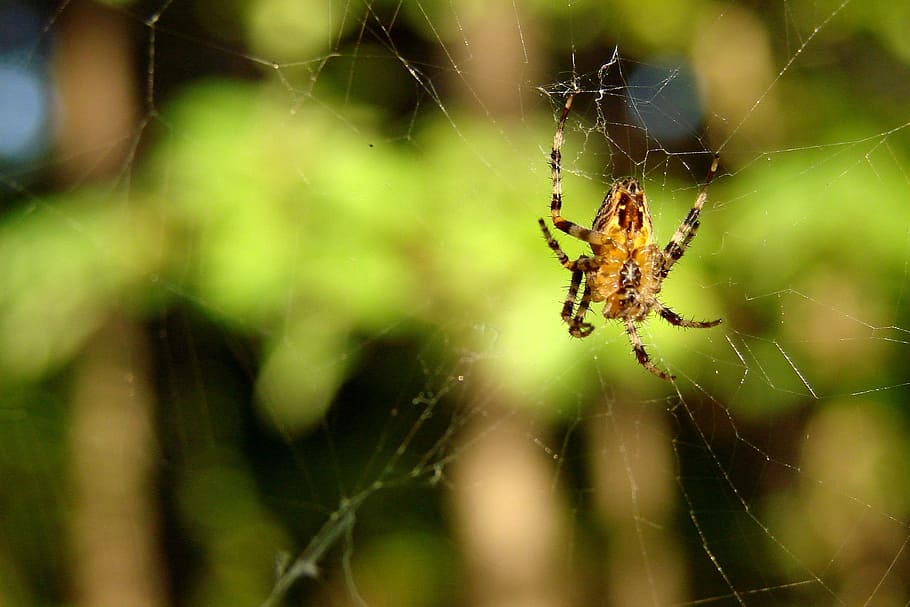 spider, spider web, nature, insect, macro, spider-web, spiderweb HD wallpaper