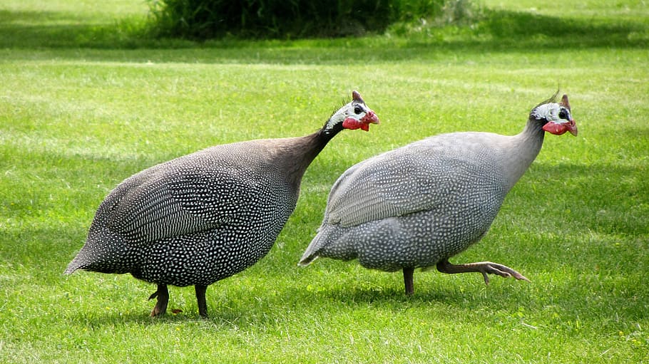 guinea fowl, dot chickens, poultry birds, numididae, nature, HD wallpaper