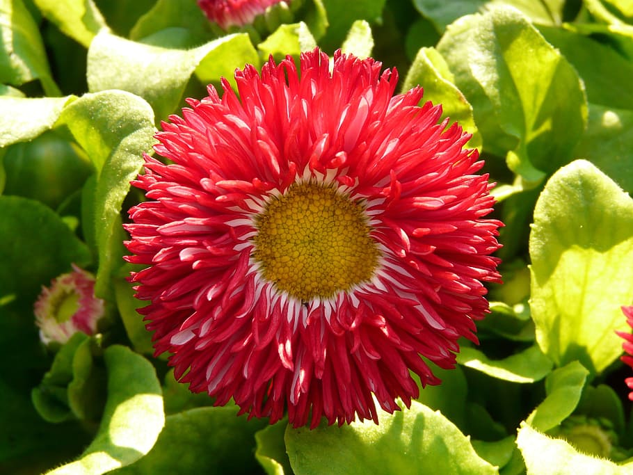 daisy, red, flower, blossom, bloom, plant, color, colorful, HD wallpaper