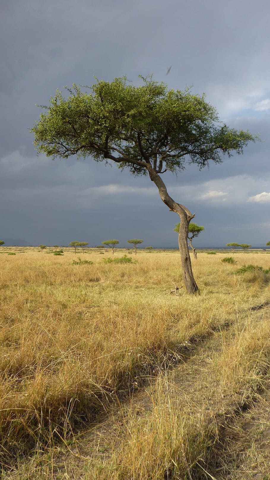 Savannah, Tree, Africa, Landscape, clouds, kenya, thunderstorm HD wallpaper