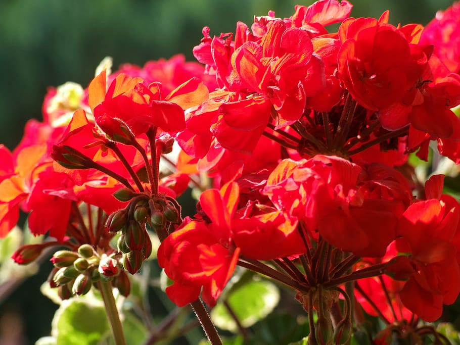 flowers, red, close, geranium, red flower, red geranium, summer HD wallpaper