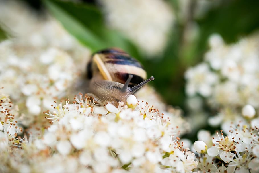 snail, shell, flowers, blütenmeer, white, crawl, slowly, probe HD wallpaper