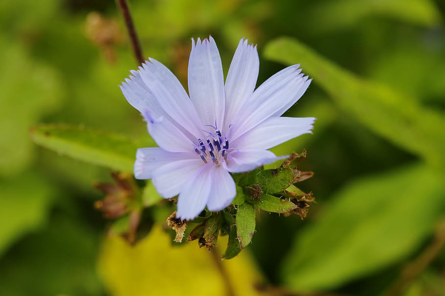 chicory, nature, fresh, beautiful, garden, blossom, flower postcard HD wallpaper
