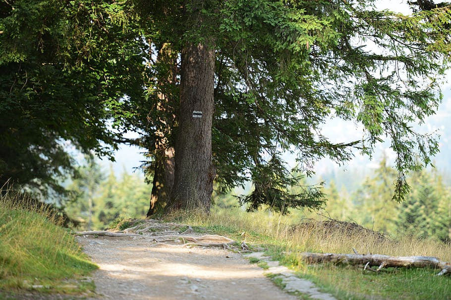 route, tree, mountains, tatry, plant, growth, road, tree trunk HD wallpaper