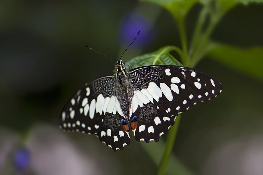 butterfly, insect, close, dovetail, animal themes, animal wildlife HD wallpaper