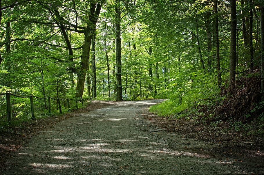 Forest, Away, Trees, Nature, Path, forest path, recovery, leisure HD wallpaper