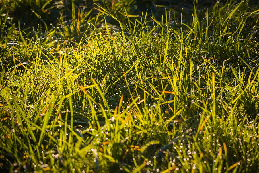 grass, dew, green, macro, nature, drops, dew-drop, dewdrop HD wallpaper