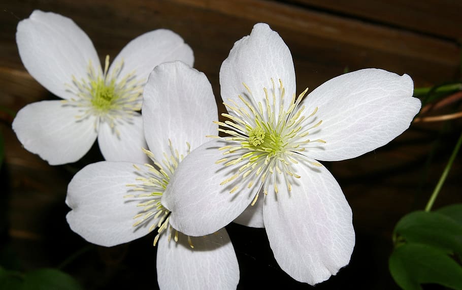 clematis, blossom, bloom, flower, close, beautiful, white, climber HD wallpaper