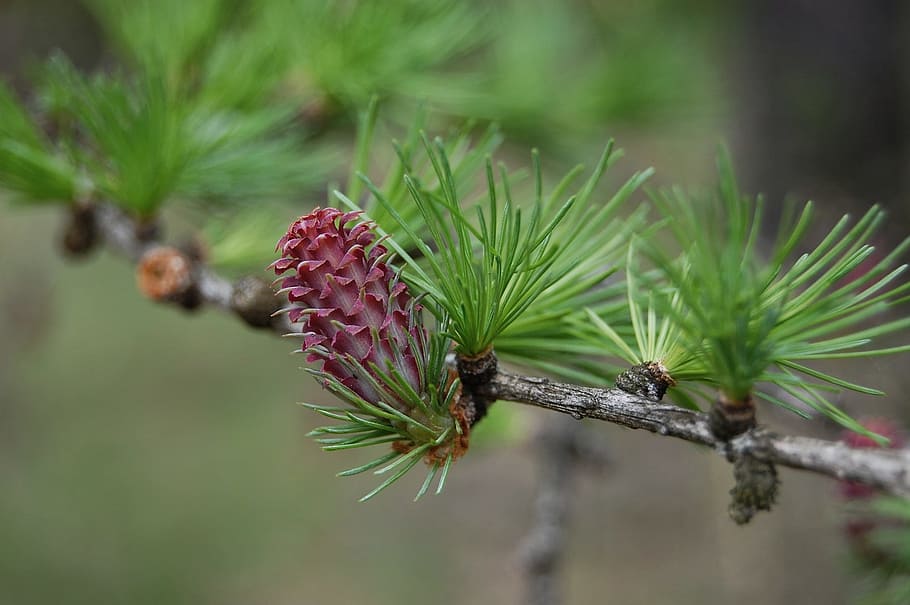 spring, cone was born, deciduous pine, plant, close-up, focus on foreground HD wallpaper