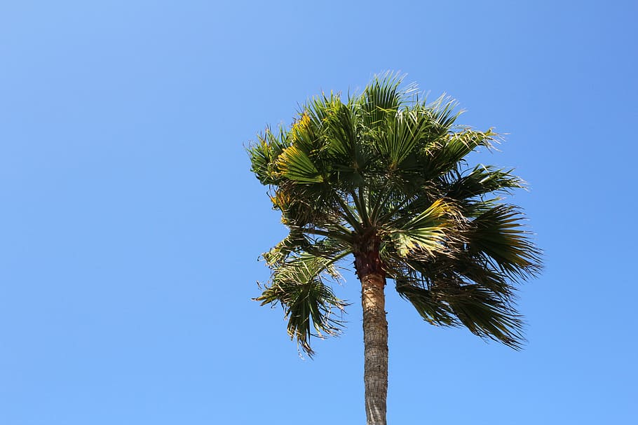 palm, tree, sky, blue, wind, palm tree, tropical, summer, travel HD wallpaper