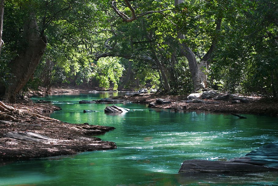 Body of Water Between Green Leaf Trees, beautiful, daylight, environment HD wallpaper