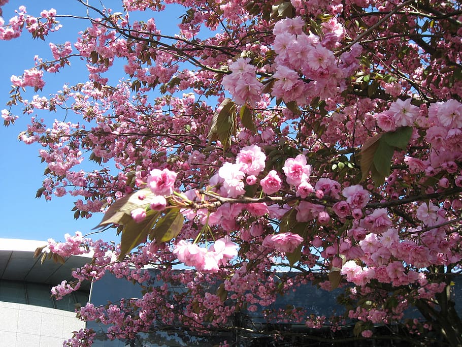 flowers, tree, spring, flowering plant, pink color, fragility HD wallpaper