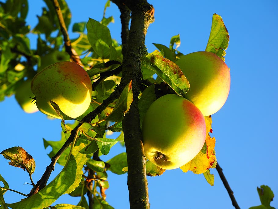 Apple Tree, Fruit, Frisch, red, healthy, vitamins, orchard HD wallpaper