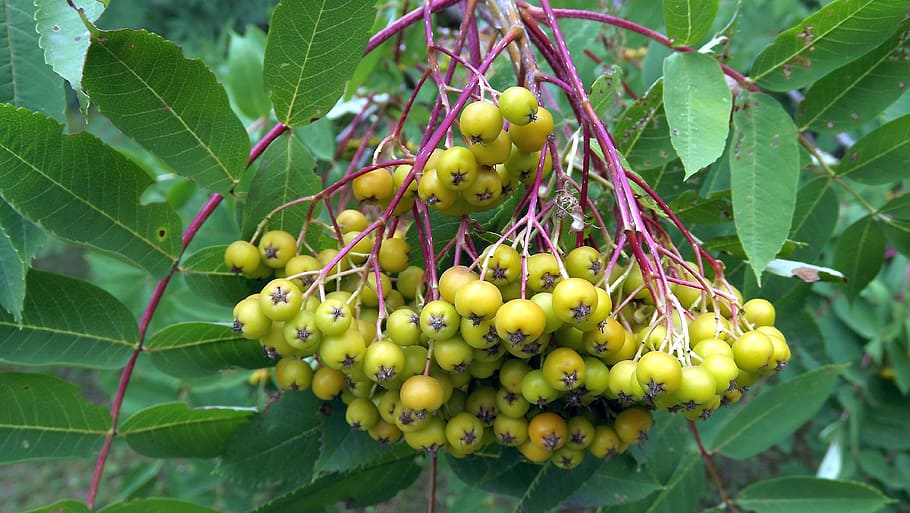 plant, tree, foliage, rowan, summer, nature, closeup, fruit HD wallpaper