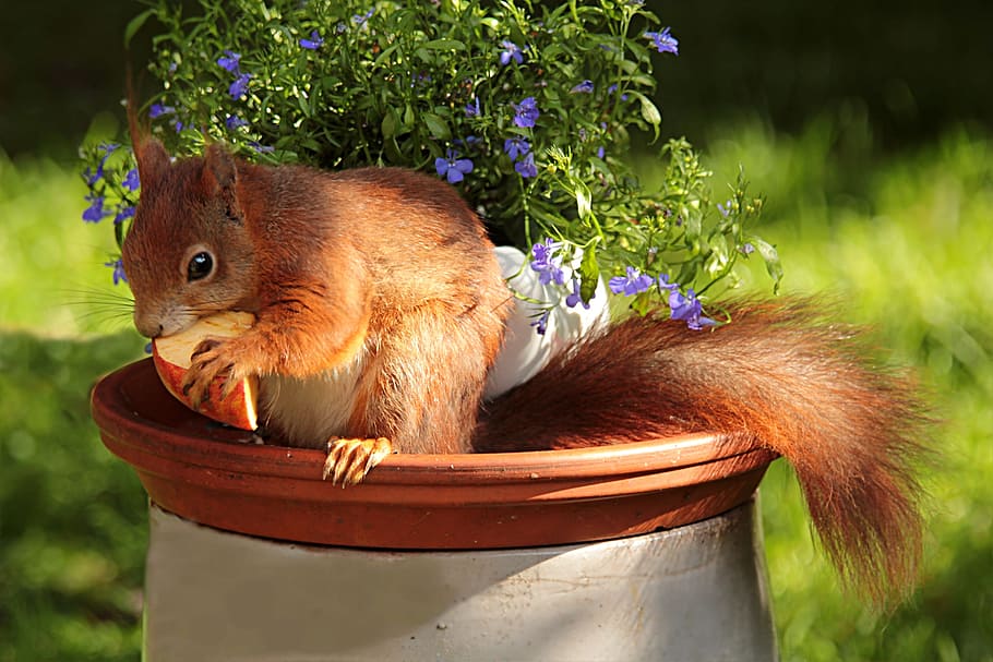brown squirrel eating cheese on white and brown pot, animal HD wallpaper