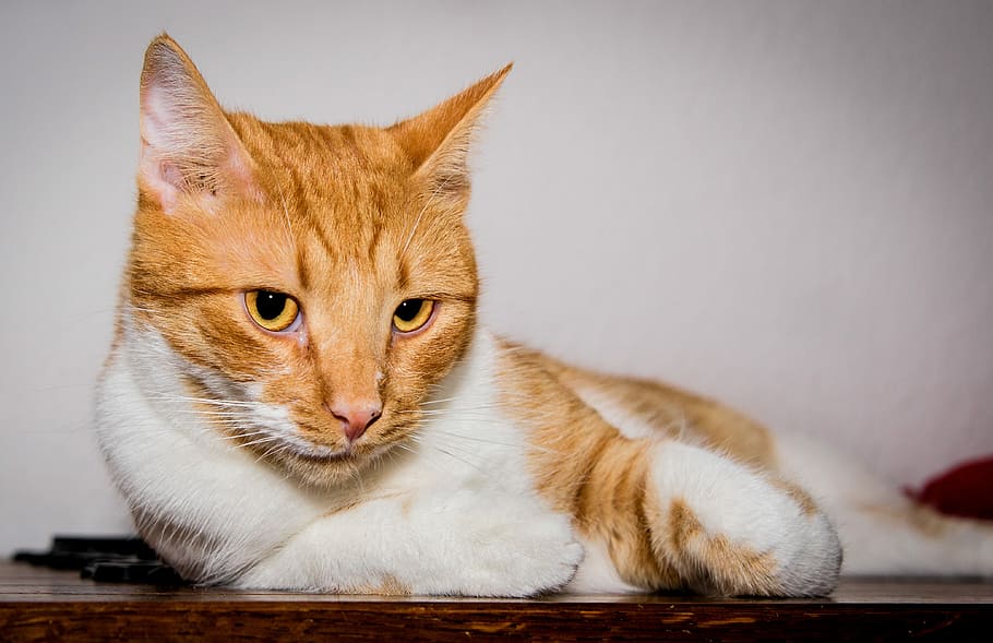 orange tabby cat lying on wood, is, red, white, view, eye contact