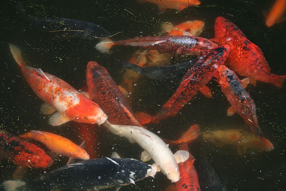 koi, carp, fish, ornamental fish, group of animals, swimming HD wallpaper
