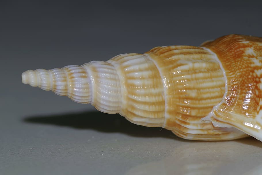 seashell, spiral, scallop, macro, snail, sharp, brown, reflection HD wallpaper