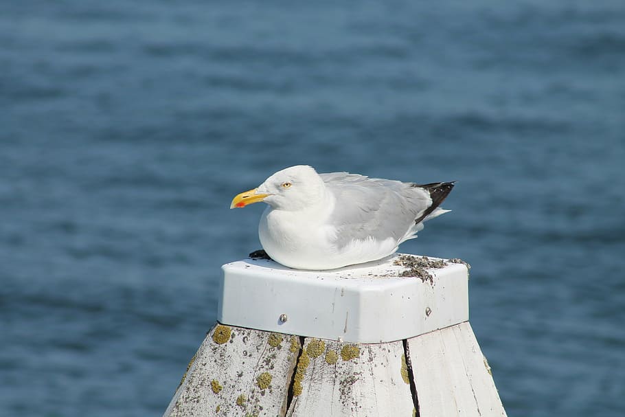 gull, sea, bird, rest, sit, animal, animal themes, animal wildlife HD wallpaper