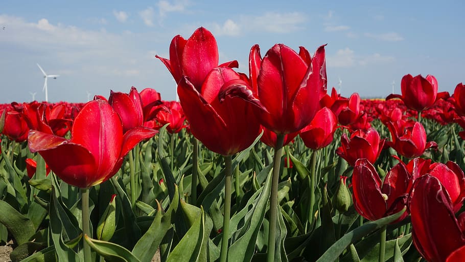 tulips, bulbs, spring, holland, tulip fields, flower, netherlands HD wallpaper